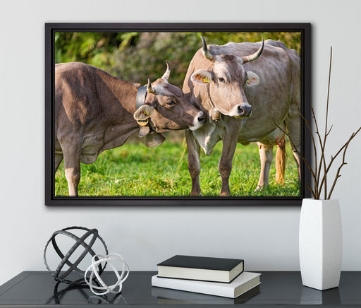 Kuhbullen auf Weide auf Leinwandbild gerahmt mit Kirschblüten