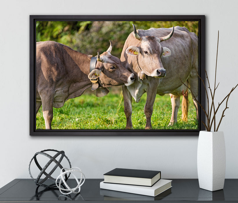 Kuhbullen auf Weide auf Leinwandbild gerahmt mit Kirschblüten