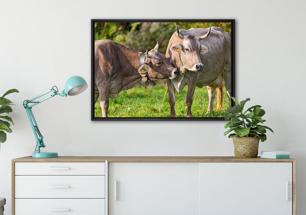 Kuhbullen auf Weide auf Leinwandbild gerahmt verschiedene Größen im Wohnzimmer