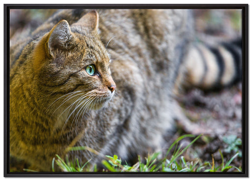 kleine Manul im Gras auf Leinwandbild gerahmt Größe 100x70