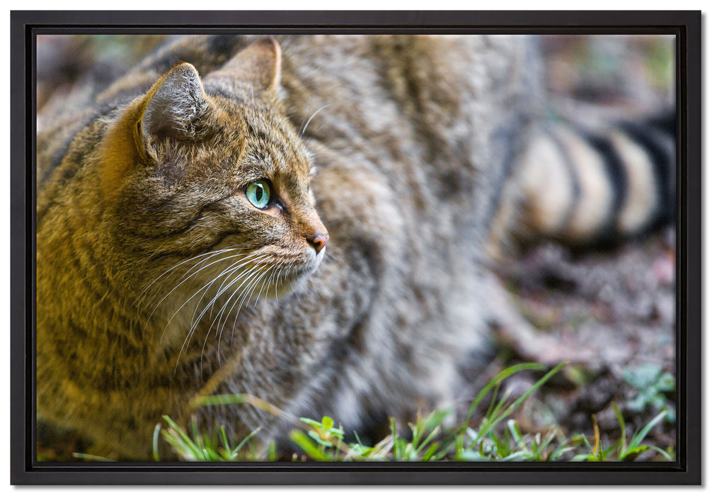 kleine Manul im Gras auf Leinwandbild gerahmt Größe 60x40