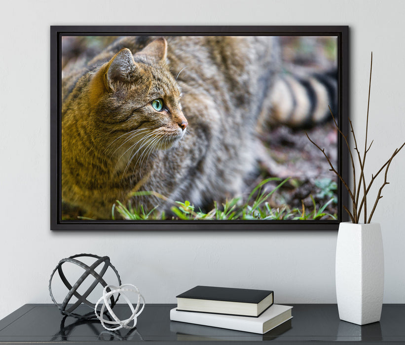 kleine Manul im Gras auf Leinwandbild gerahmt mit Kirschblüten