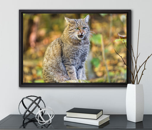 Manul auf Baumstamm auf Leinwandbild gerahmt mit Kirschblüten