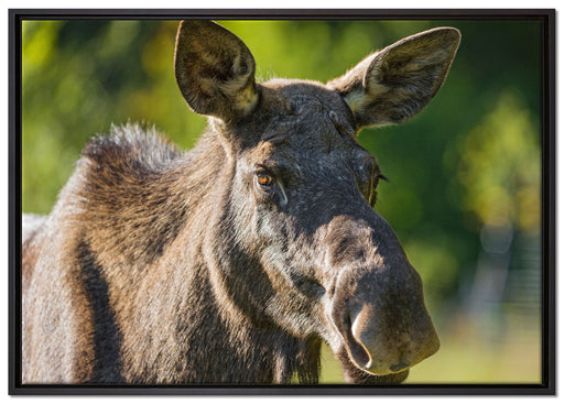 schöne Elchkuh auf Wiese auf Leinwandbild gerahmt Größe 100x70