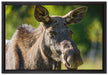 schöne Elchkuh auf Wiese auf Leinwandbild gerahmt Größe 60x40