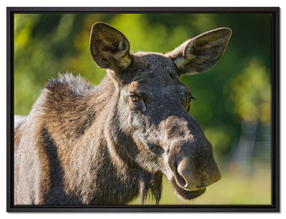 schöne Elchkuh auf Wiese auf Leinwandbild gerahmt Größe 80x60