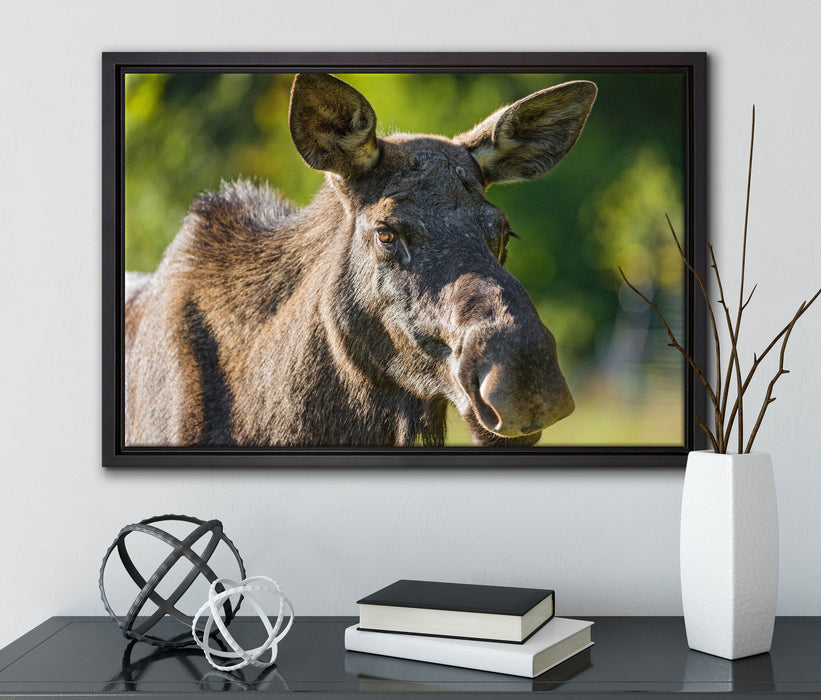 schöne Elchkuh auf Wiese auf Leinwandbild gerahmt mit Kirschblüten