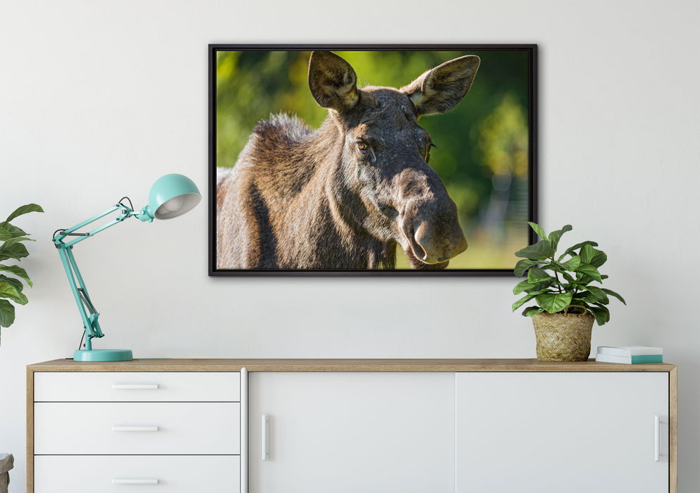 schöne Elchkuh auf Wiese auf Leinwandbild gerahmt verschiedene Größen im Wohnzimmer