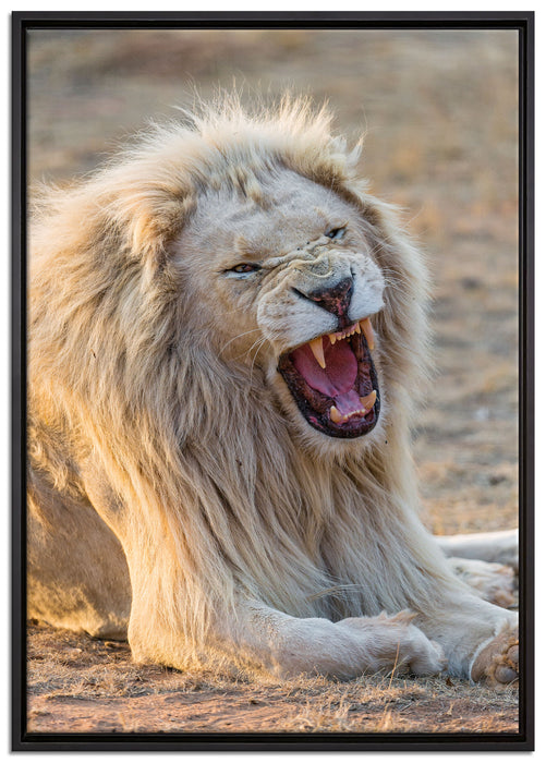 brüllender weißer Löwe auf Leinwandbild gerahmt Größe 100x70