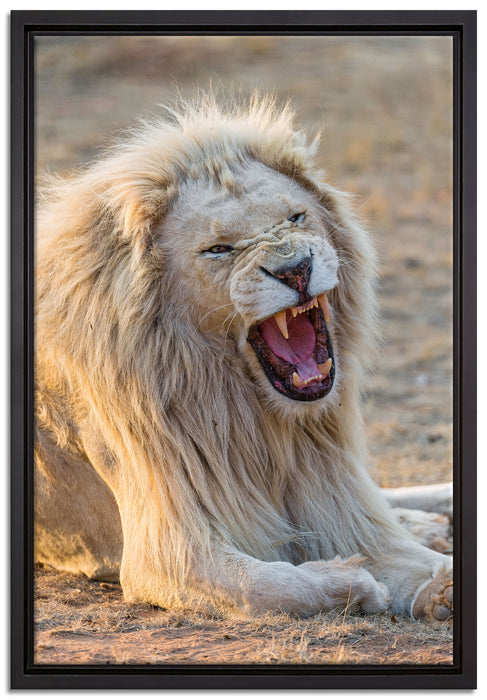 brüllender weißer Löwe auf Leinwandbild gerahmt Größe 60x40
