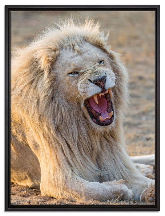 brüllender weißer Löwe auf Leinwandbild gerahmt Größe 80x60