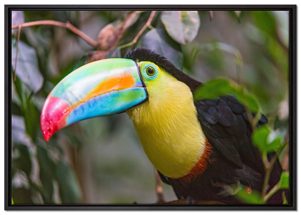 farbenfroher Fischertukan auf Leinwandbild gerahmt Größe 100x70