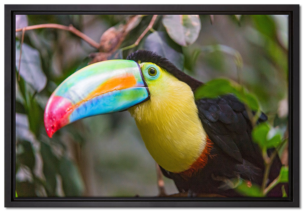 farbenfroher Fischertukan auf Leinwandbild gerahmt Größe 60x40