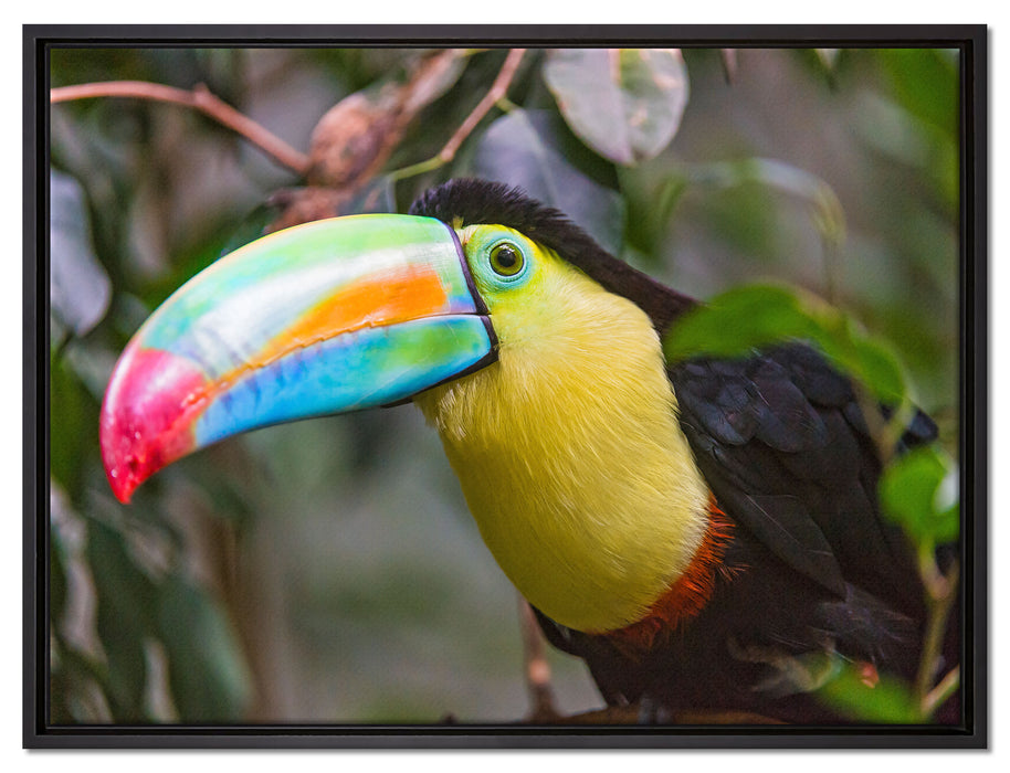 farbenfroher Fischertukan auf Leinwandbild gerahmt Größe 80x60