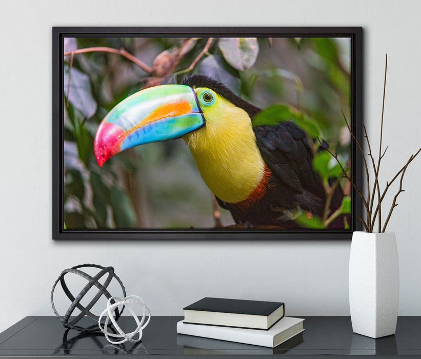 farbenfroher Fischertukan auf Leinwandbild gerahmt mit Kirschblüten