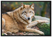 stolzer Wolf auf Stein auf Leinwandbild gerahmt Größe 100x70