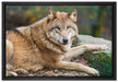 stolzer Wolf auf Stein auf Leinwandbild gerahmt Größe 60x40