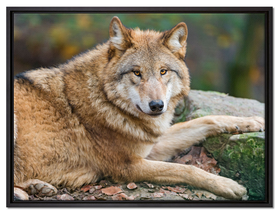 stolzer Wolf auf Stein auf Leinwandbild gerahmt Größe 80x60