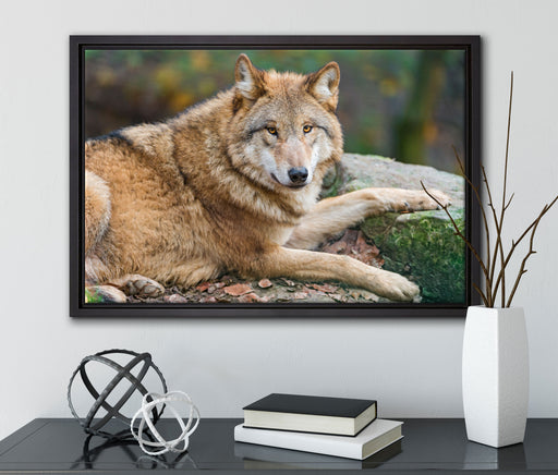 stolzer Wolf auf Stein auf Leinwandbild gerahmt mit Kirschblüten