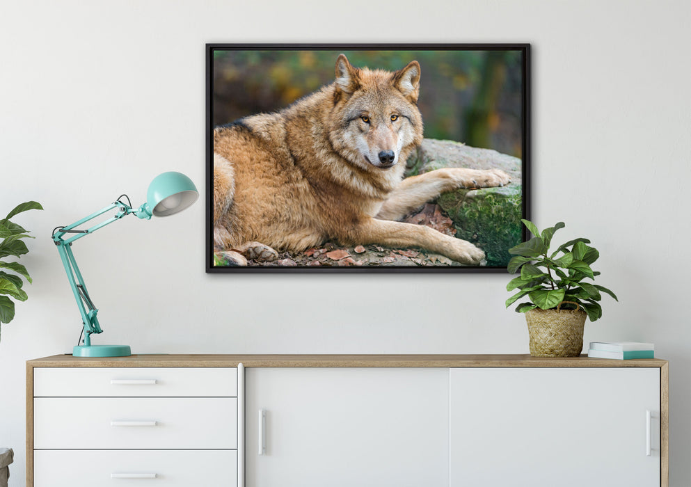 stolzer Wolf auf Stein auf Leinwandbild gerahmt verschiedene Größen im Wohnzimmer