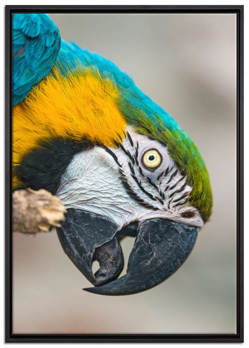 schöner Gelbbrustara auf Leinwandbild gerahmt Größe 100x70