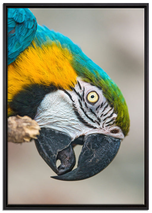 schöner Gelbbrustara auf Leinwandbild gerahmt Größe 100x70