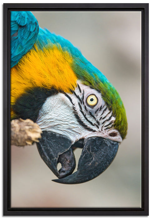 schöner Gelbbrustara auf Leinwandbild gerahmt Größe 60x40
