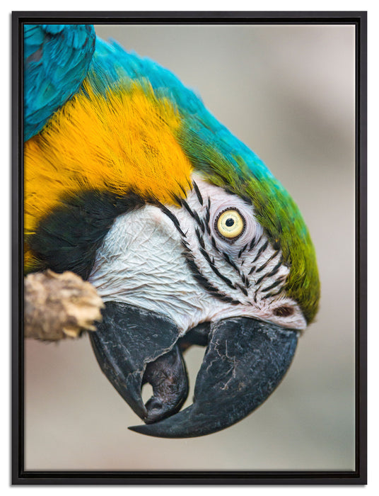 schöner Gelbbrustara auf Leinwandbild gerahmt Größe 80x60