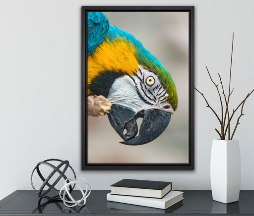 schöner Gelbbrustara auf Leinwandbild gerahmt mit Kirschblüten