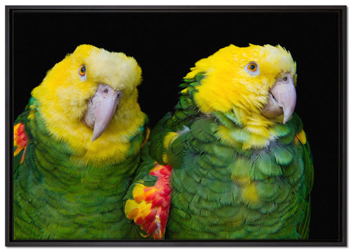 prächtige Gelbkopfamazonen auf Leinwandbild gerahmt Größe 100x70