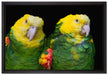 prächtige Gelbkopfamazonen auf Leinwandbild gerahmt Größe 60x40