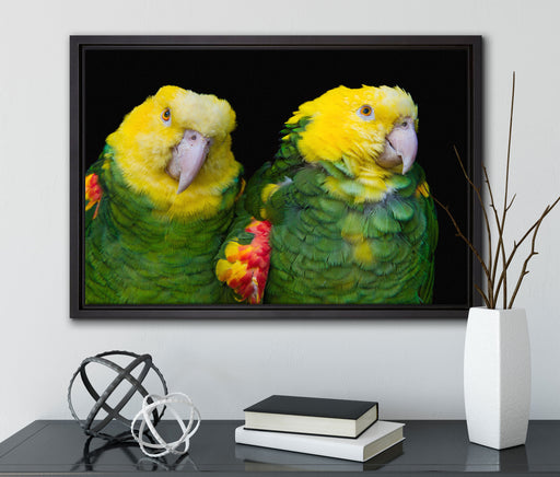 prächtige Gelbkopfamazonen auf Leinwandbild gerahmt mit Kirschblüten