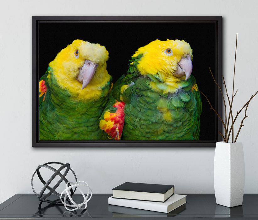 prächtige Gelbkopfamazonen auf Leinwandbild gerahmt mit Kirschblüten