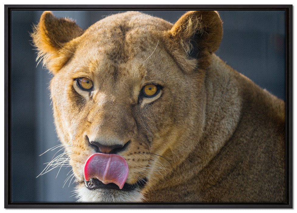 anmutige Löwin auf Leinwandbild gerahmt Größe 100x70