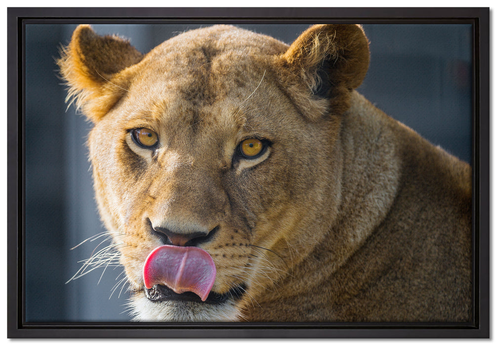 anmutige Löwin auf Leinwandbild gerahmt Größe 60x40