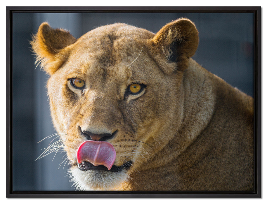 anmutige Löwin auf Leinwandbild gerahmt Größe 80x60