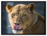 anmutige Löwin auf Leinwandbild gerahmt Größe 80x60