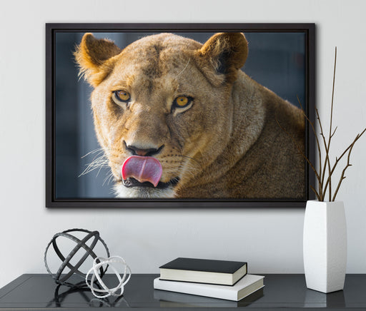 anmutige Löwin auf Leinwandbild gerahmt mit Kirschblüten