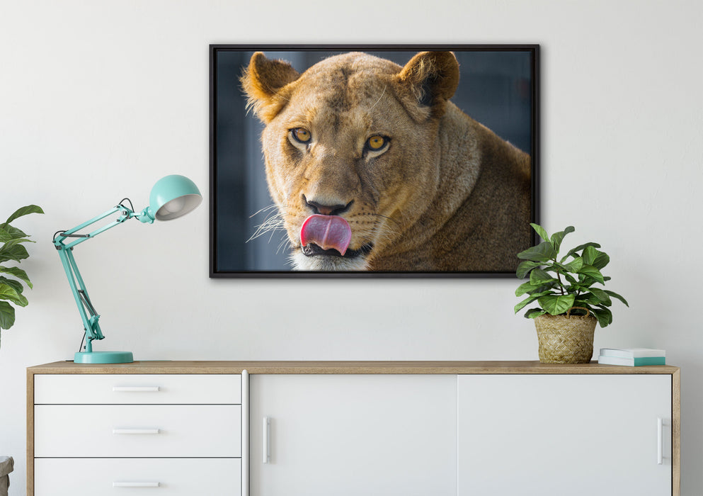 anmutige Löwin auf Leinwandbild gerahmt verschiedene Größen im Wohnzimmer