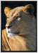 prächtige Löwin auf Leinwandbild gerahmt Größe 100x70
