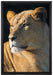 prächtige Löwin auf Leinwandbild gerahmt Größe 60x40
