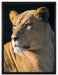 prächtige Löwin auf Leinwandbild gerahmt Größe 80x60