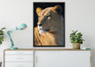 prächtige Löwin auf Leinwandbild gerahmt verschiedene Größen im Wohnzimmer