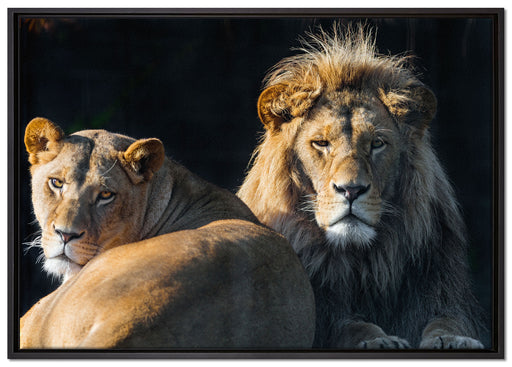 schönes Löwenpaar auf Leinwandbild gerahmt Größe 100x70