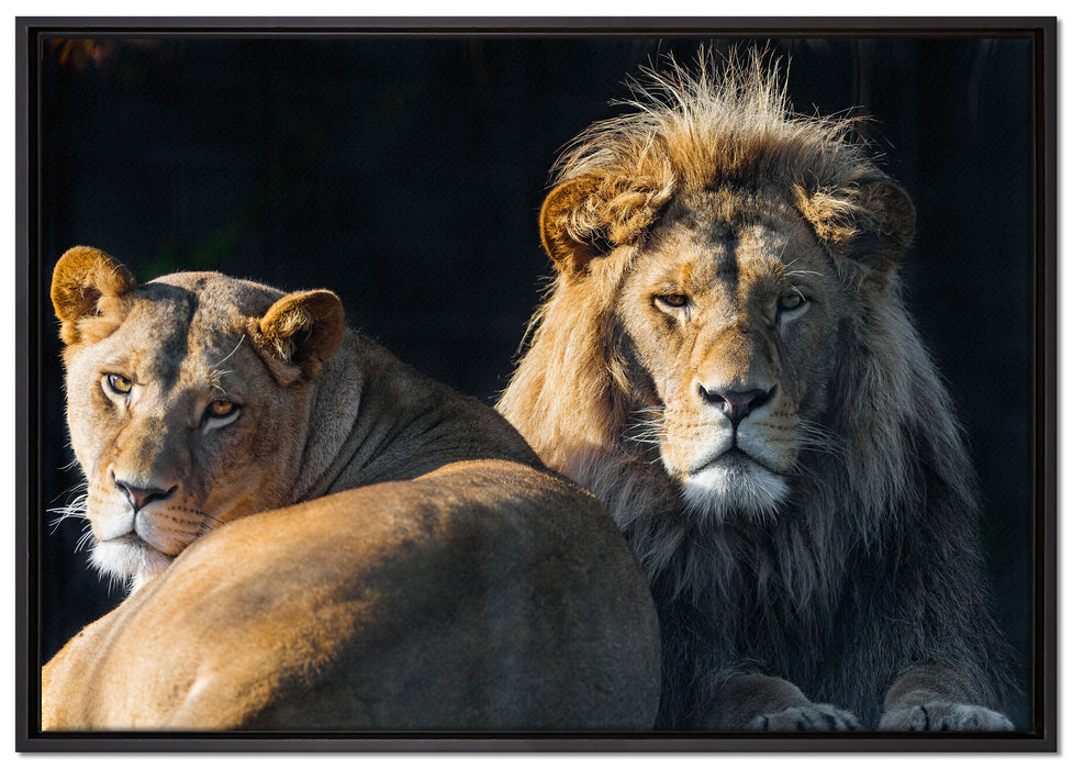 schönes Löwenpaar auf Leinwandbild gerahmt Größe 100x70