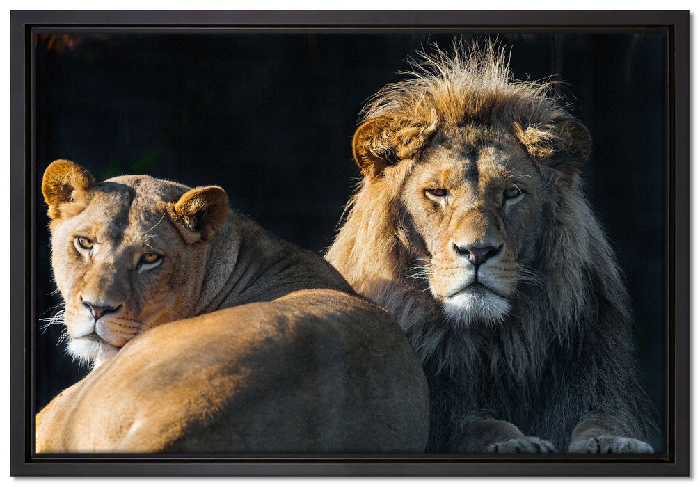 schönes Löwenpaar auf Leinwandbild gerahmt Größe 60x40