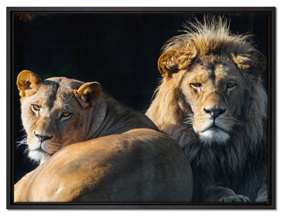 schönes Löwenpaar auf Leinwandbild gerahmt Größe 80x60