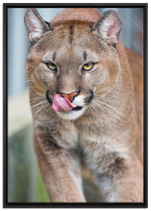 anmutiger Puma auf Leinwandbild gerahmt Größe 100x70