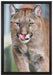 anmutiger Puma auf Leinwandbild gerahmt Größe 60x40