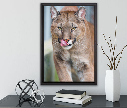 anmutiger Puma auf Leinwandbild gerahmt mit Kirschblüten